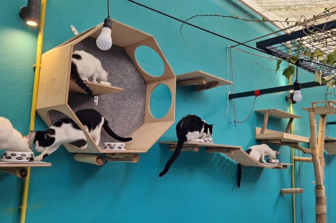 An image of Cat Cafe Athens